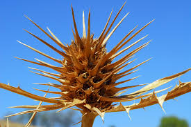Show Thorns on Jesus' Head